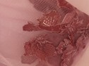 IMG_9908